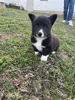 Remi, a male Pembroke Welsh Corgi for sale in Mount Vernon, MO – Photo 1 of 3