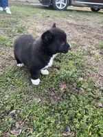 Remi, a male Pembroke Welsh Corgi for sale in Mount Vernon, MO – Photo 2 of 3