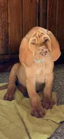 Andrew blue, a male Bloodhound for sale in Attica, OH – 2 of 2