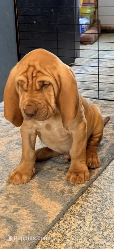 Andrew blue – Bloodhound puppy for sale in Attica, OH