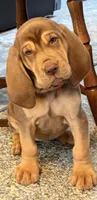 Itty Bitty pink, a female Bloodhound for sale in Attica, OH – 2 of 2