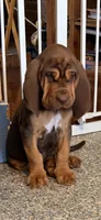 T J gray, a male Bloodhound for sale in Attica, OH – 2 of 2