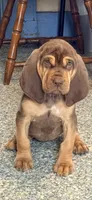Tipsy purple, a female Bloodhound for sale in Attica, OH – 2 of 2