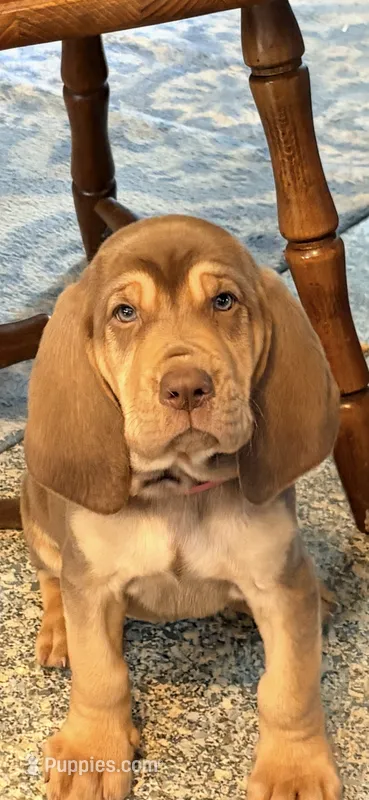 Itty Bitty pink – Bloodhound puppy for sale in Attica, OH