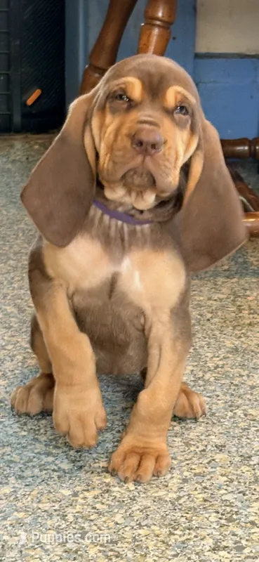 Tipsy purple – Bloodhound puppy for sale in Attica, OH
