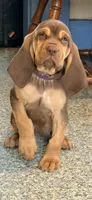 Tipsy purple, a female Bloodhound for sale in Attica, OH – 1 of 2