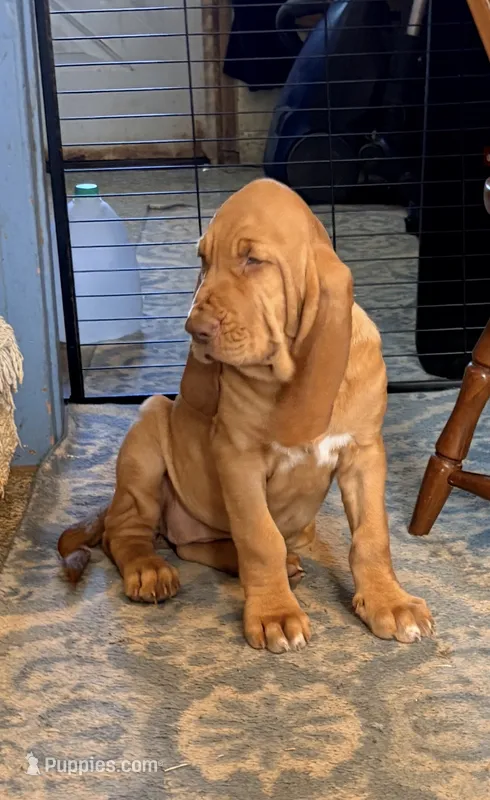 Hillary orange – Bloodhound puppy for sale in Attica, OH