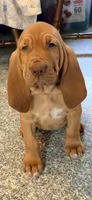 Hillary orange, a female Bloodhound for sale in Attica, OH – 2 of 2