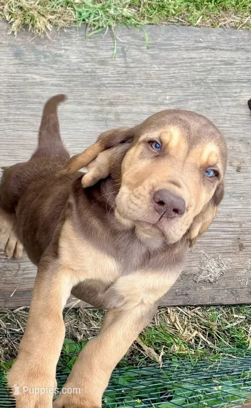 Little Miss  pink – Bloodhound puppy for sale in Attica, OH