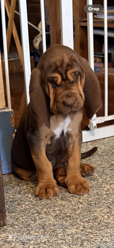 T J gray – Bloodhound puppy for sale in Attica, OH