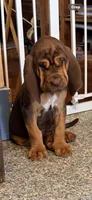 T J gray, a male Bloodhound for sale in Attica, OH – 1 of 2