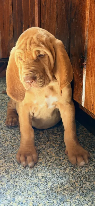 Hillary orange – Bloodhound puppy for sale in Attica, OH