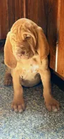 Hillary orange, a female Bloodhound for sale in Attica, OH – 1 of 2