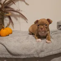 REMMI, a male Boston Terrier for sale in Nappanee, IN – Photo 4 of 4