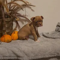 REMMI, a male Boston Terrier for sale in Nappanee, IN – Photo 3 of 4