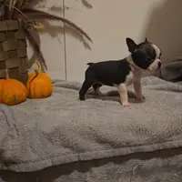 SHEBA, a female Boston Terrier for sale in Nappanee, IN – Photo 2 of 2