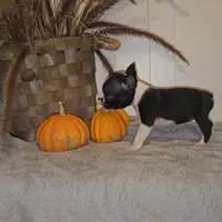 SHEBA, a female Boston Terrier for sale in Nappanee, IN – Photo 1 of 2