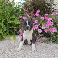 PANSY, a female Boston Terrier for sale in Nappanee, IN – Photo 1 of 3