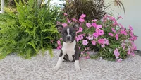 PANSY, a female Boston Terrier for sale in Nappanee, IN – Photo 1 of 3