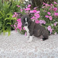 PANSY, a female Boston Terrier for sale in Nappanee, IN – Photo 2 of 3