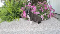PANSY, a female Boston Terrier for sale in Nappanee, IN – Photo 2 of 3