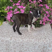 PANSY, a female Boston Terrier for sale in Nappanee, IN – Photo 3 of 3