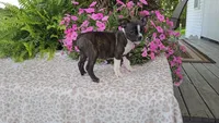 PANSY, a female Boston Terrier for sale in Nappanee, IN – Photo 3 of 3