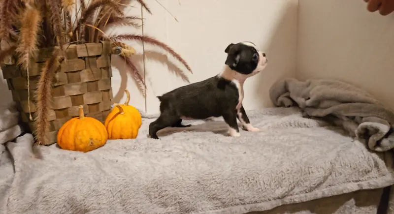 SHANIA – Boston Terrier puppy on hold in Nappanee, IN