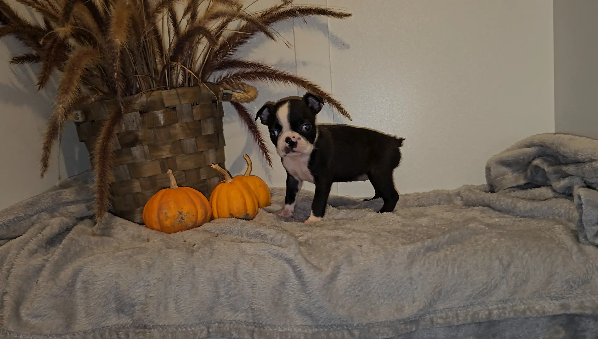 SHANIA, a female Boston Terrier for sale in Nappanee, IN – Photo 2 of 2