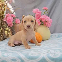 GINGER, a male Miniature Dachshund for sale in Nappanee, IN – Photo 2 of 2