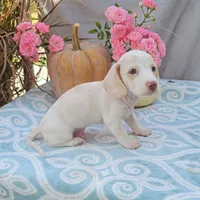 OLIVER, a male Miniature Dachshund for sale in Nappanee, IN – Photo 4 of 4