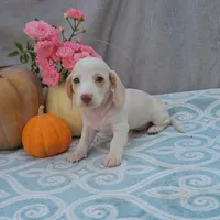 OLIVER, a male Miniature Dachshund for sale in Nappanee, IN – Photo 2 of 4