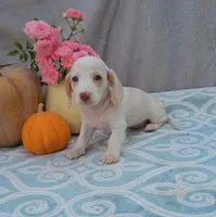 OLIVER, a male Miniature Dachshund for sale in Nappanee, IN – Photo 2 of 4