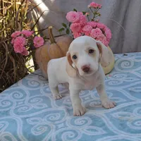 OLIVER, a male Miniature Dachshund for sale in Nappanee, IN – Photo 3 of 4