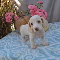 OLIVER, a male Miniature Dachshund for sale in Nappanee, IN – Photo 3 of 4