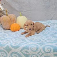 AUTUMN, a female Miniature Dachshund for sale in Nappanee, IN – Photo 3 of 5