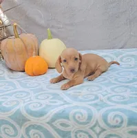 AUTUMN, a female Miniature Dachshund for sale in Nappanee, IN – Photo 3 of 5