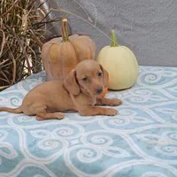 AUTUMN, a female Miniature Dachshund for sale in Nappanee, IN – Photo 4 of 5