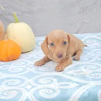 AUTUMN, a female Miniature Dachshund for sale in Nappanee, IN – Photo 2 of 5
