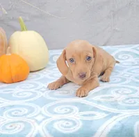AUTUMN, a female Miniature Dachshund for sale in Nappanee, IN – Photo 2 of 5
