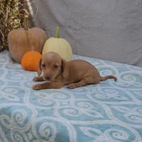 AUTUMN, a female Miniature Dachshund for sale in Nappanee, IN – Photo 5 of 5