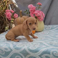 HAZEL, a female Miniature Dachshund for sale in Nappanee, IN – Photo 2 of 3