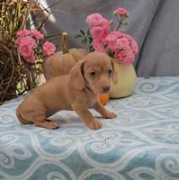 HAZEL, a female Miniature Dachshund for sale in Nappanee, IN – Photo 2 of 3