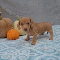 HAZEL, a female Miniature Dachshund for sale in Nappanee, IN – Photo 3 of 3