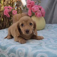 ZIGGY, a female Miniature Dachshund for sale in Nappanee, IN – Photo 3 of 3