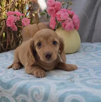 ZIGGY, a female Miniature Dachshund for sale in Nappanee, IN – Photo 3 of 3