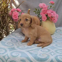 ZIGGY, a female Miniature Dachshund for sale in Nappanee, IN – Photo 2 of 3