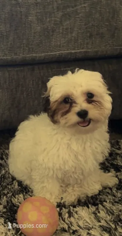 Janeth – Shih Tzu, Poodle - Toy  puppy for sale in Mckinleyville, CA