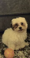 Janeth, a female Shih Tzu and Poodle - Toy  for sale in Mckinleyville, CA – 1 of 2