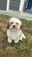 Janeth, a female Shih Tzu and Poodle - Toy  for sale in Mckinleyville, CA – 2 of 2